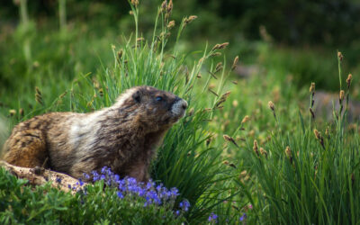 The Marmots of Mount Washington — Vancouver Island’s Alpine Ambassadors