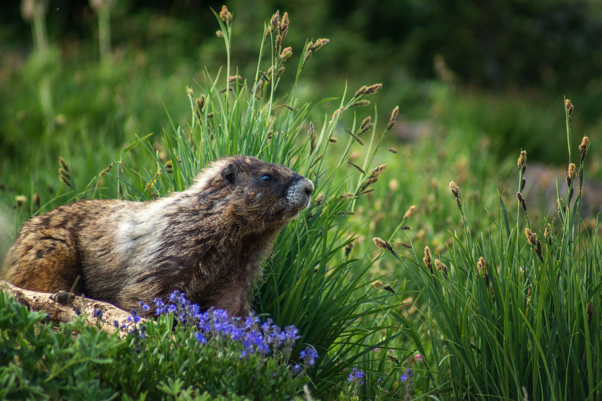 The Marmots of Mount Washington — Vancouver Island’s Alpine Ambassadors