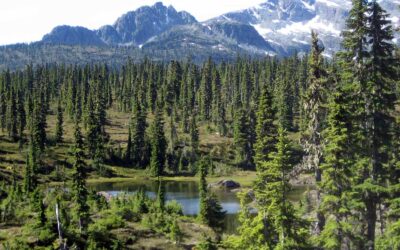 Top 5 Things to Do in Strathcona Park and Mount Washington