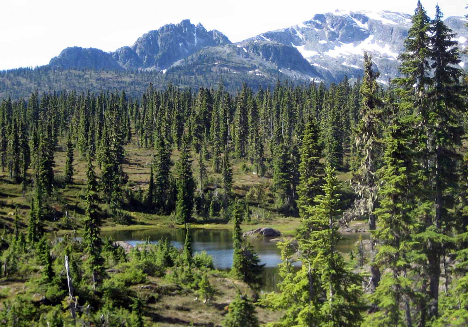 Top 5 Things to Do in Strathcona Park and Mount Washington
